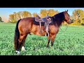 (𝐒𝐎𝐋𝐃) Prince~Broke Shire/Morgan cross gelding! Waverly Midwest Horse Sale-Fall 2020