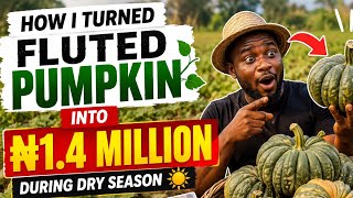 How I Turned Fluted Pumpkin into ₦1.4 Million During Dry Season | Profitable Farming in Nigeria