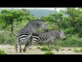 Zebra breeding #meeting #shorts #ary #animalplanet #hot #breeding