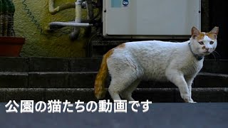 公園で猫さんと… 11  ( 2024 ) #公園の猫達