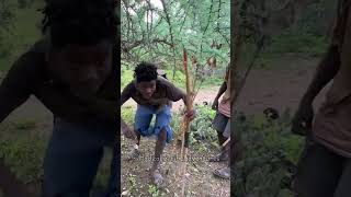 Incredible accuracy skill of hadzabe tribe bushmen people of forest