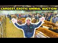 Buying EXOTIC BACKYARD FARM Animals at the World's LARGEST Exotic Animal AUCTION!!!