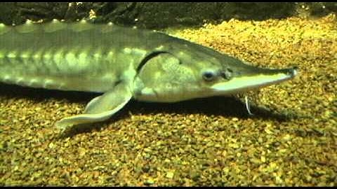 PL1: FOSSIL BONY FISH: CHONDROSTEANS