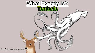 What Exactly is: Tentacle and Why You Might be Wrong