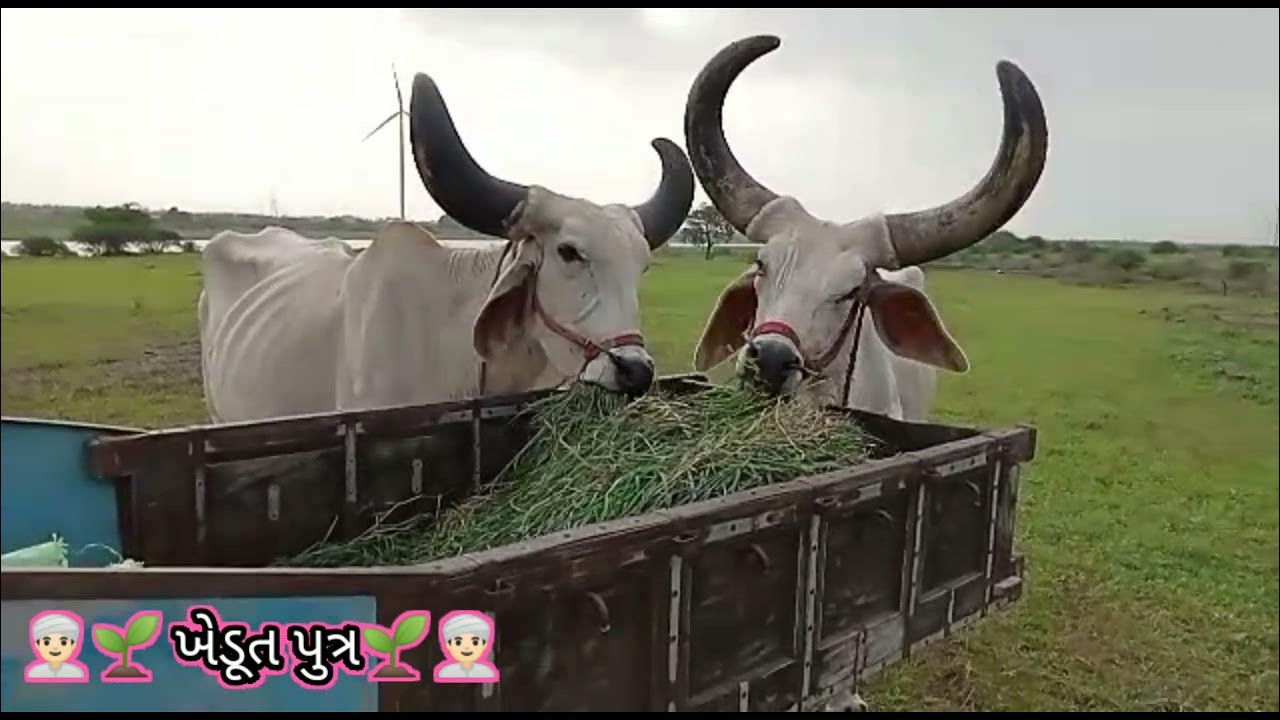 bell gadi me ghass khate huve bell YouTube