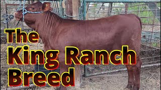 The King Ranch Breed Santa Gertrudis Cattle Auto Feeder and Field Work