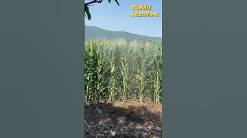 Alat Semprot Unik Modifikasi Untuk Jagung