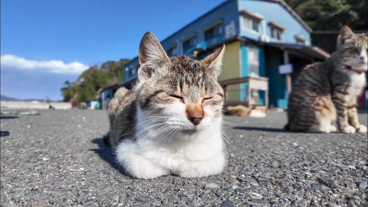 今週の感動猫動画】今週撮った短い未公開動画まとめて公開