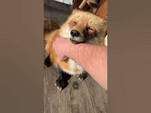 Шик шик - YouTube