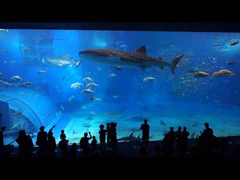 沖繩 沖繩必遊 美ら海水族館海豚噴水秀世界最大水槽 加菲的旅遊記 痞客邦