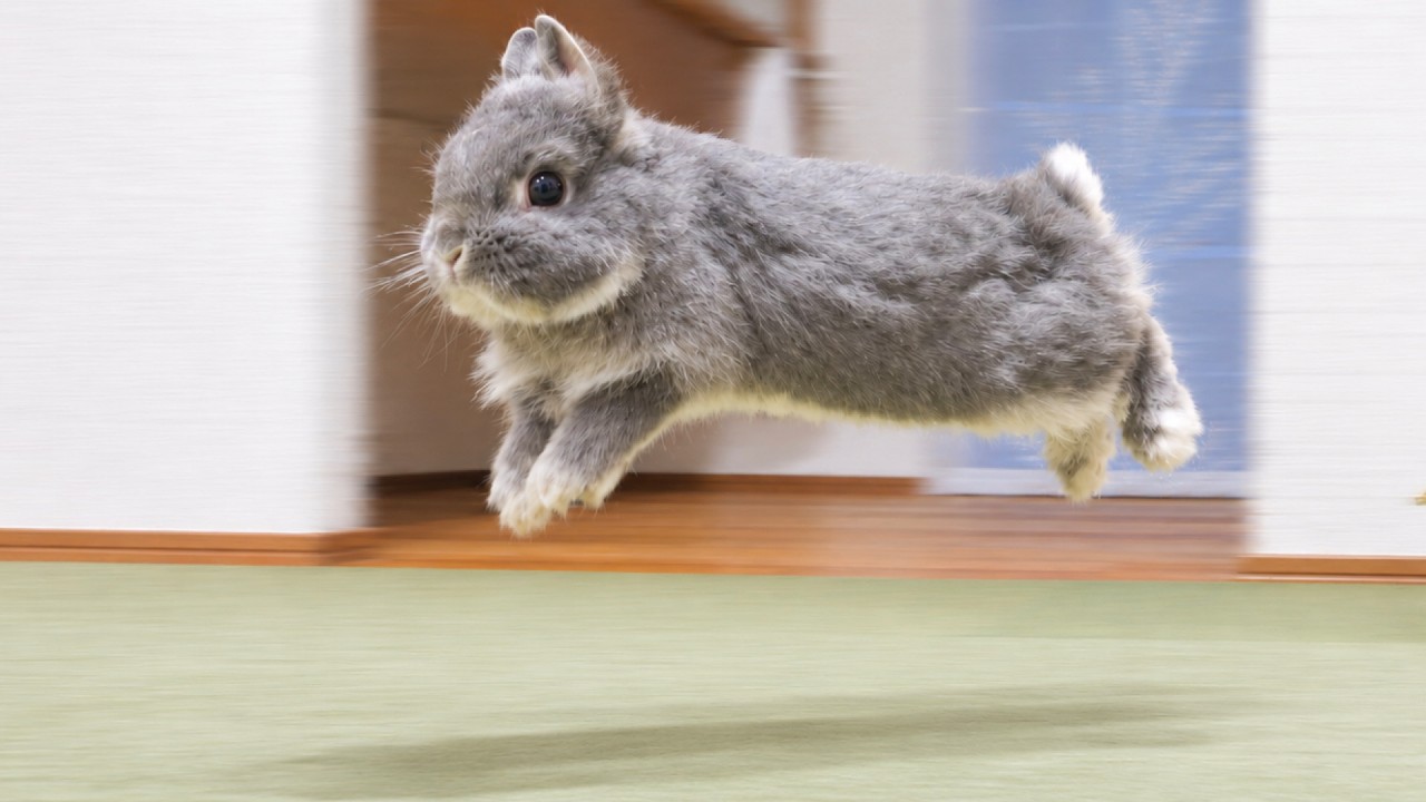 At 5 AM, My Rabbit Starts Hopping Around Like an Alarm Clock【No