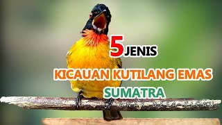 5 JENIS KICAUAN KUTILANG EMAS SUMATRA GACOR YANG TERAKHIR LUAR BIASA @AnakDesaKicau