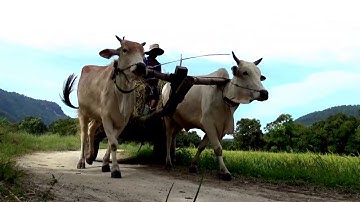 Ngày đâu năm mới trên ruộng bậc thang Tà Pạ như mọi ngày, Núi Tô, Tri Tôn, An Giang 01/01/2019