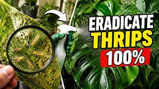 How to Eradicate Thrips 100% Once and For All (Without Harming Your Indoor Plants!)