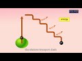 Animation 20.1 Photochemical reactions (light reactions)