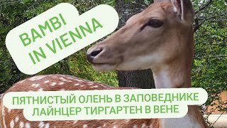 Олень в заповеднике Лайнцер Тиргартен в Вене | Bambi deer in Lainzer Tiergarten in Vienna