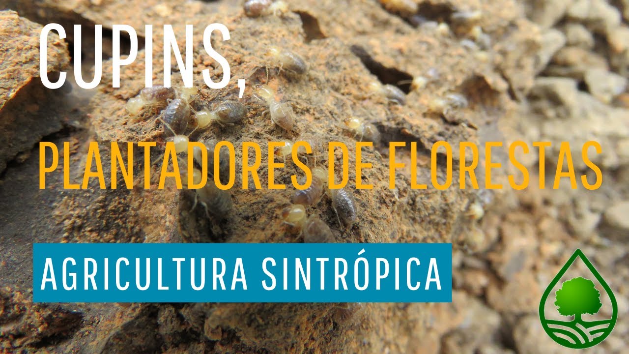 Cupins, exímios plantadores de florestas. Agricultura Sintrópica.