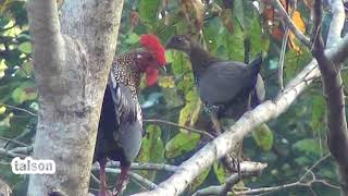 #Wild Chicken  life in beautiful ever greenforest !! #Grey junglefowl !!! (kattukozhi)