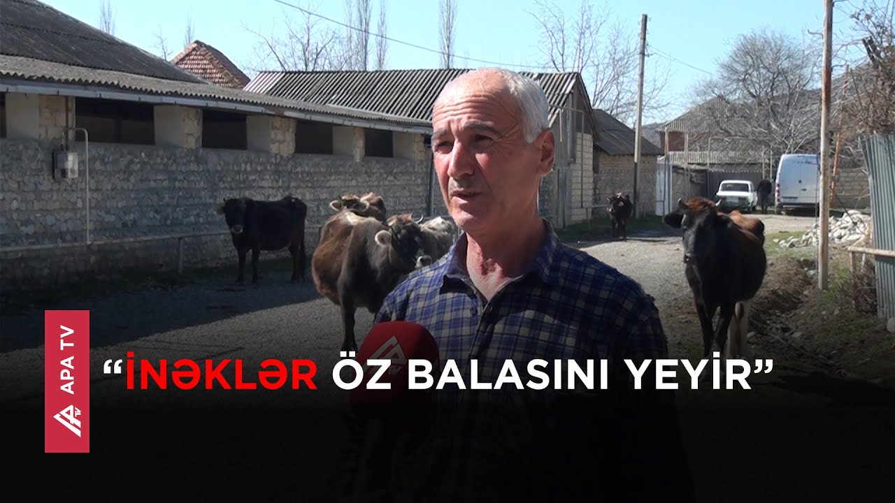 İsmayıllıda mal-qara quduzluq xəstəliyinə tutulub – APA TV