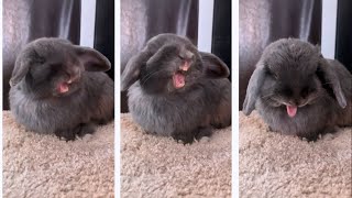 Cute Bunny Yawn by Bella & Blondie Bunny Rabbits 820 views 19 hours ago 11 seconds