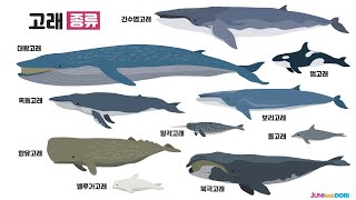 바다동물 - 커다란 고래[ 한글 ] / 자막CC[ 고래의 설명글 ]