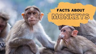 Monkey Facts for Kids | Interesting Educational Video about Monkeys for Children | Fun Facts