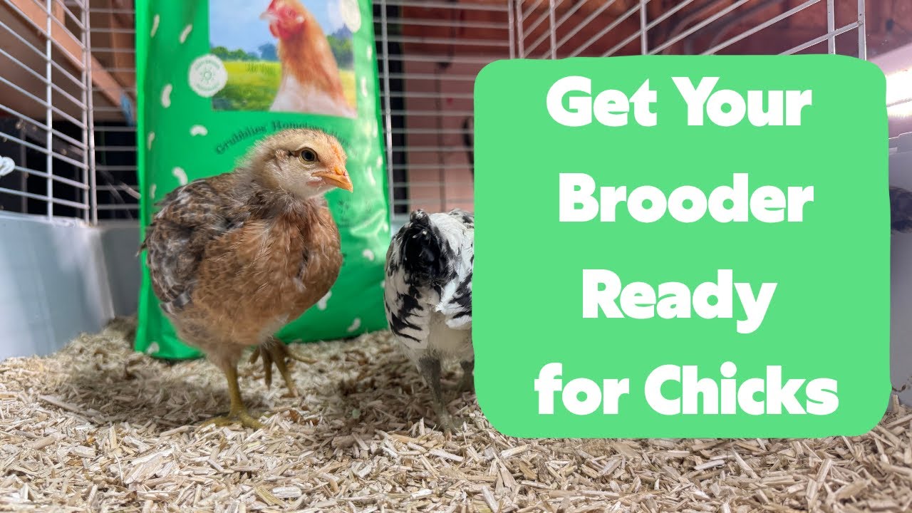 How to Set Up Your Brooder for Chicks - YouTube