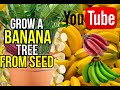 How To Grow Plum Trees From Seed, 0-3 Months - YouTube