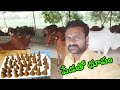 పేడతో ధూపం || Incense with dung🐄, || Kadapa Anji Vlogs 