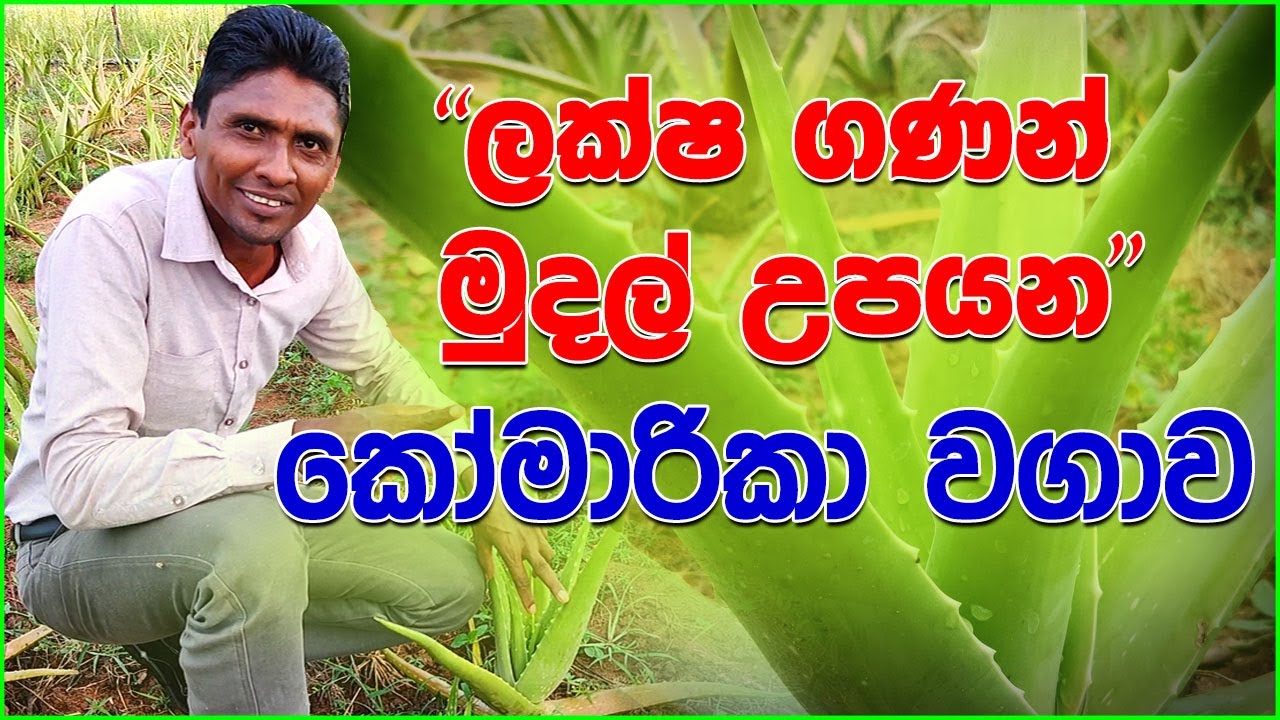 ලක්ෂ ගණන් මුදල් උපයන කෝමාරිකා වගාව හරියට කරන හැටි | Aloe vera Cultivation