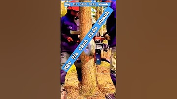 Máy Tỉa Cành Siêu Nhanh #wood #woodworking #chainsaw #stihl #automobile #shortvideo