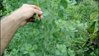 Papalo ,cilantro substitute lasts all summer!