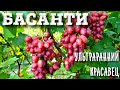 БАСАНТИ - ШЕДЕВР НАРОДНОЙ СЕЛЕКЦИИ ОТ БУРДАКА А.В.. УЛЬТРАРАННИЙ, НИКАКОГО ТРЕСКА