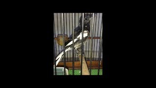 Exsperiment kacer mabung part 1
