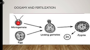 chlamydomonas sexual reproduction and life cycle lecture 2 for class BSc BS