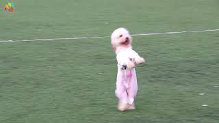 Fenomen Toy Poodle elit yavrumuz Hera iki ayağı üzerinde resmen dans ediyor Resimi