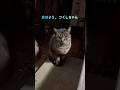 つくしちゃんのあさ