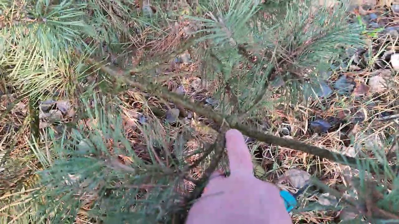 Sosna i jej gałązki dla królików, wyjście w plener i widok mojej okolicy #136