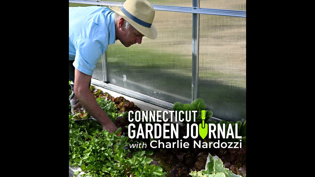 Connecticut Garden Journal: The best phlox varieties for home gardeners