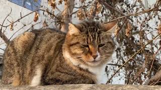 Брутальный крымский кот