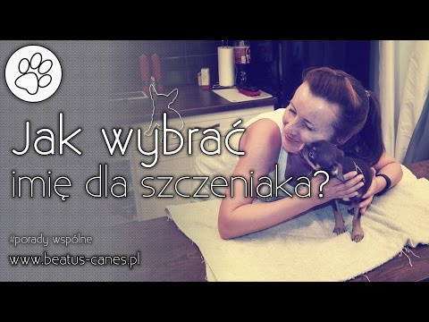 Wideo: Jak Nazwać Szczeniaka Chihuahua