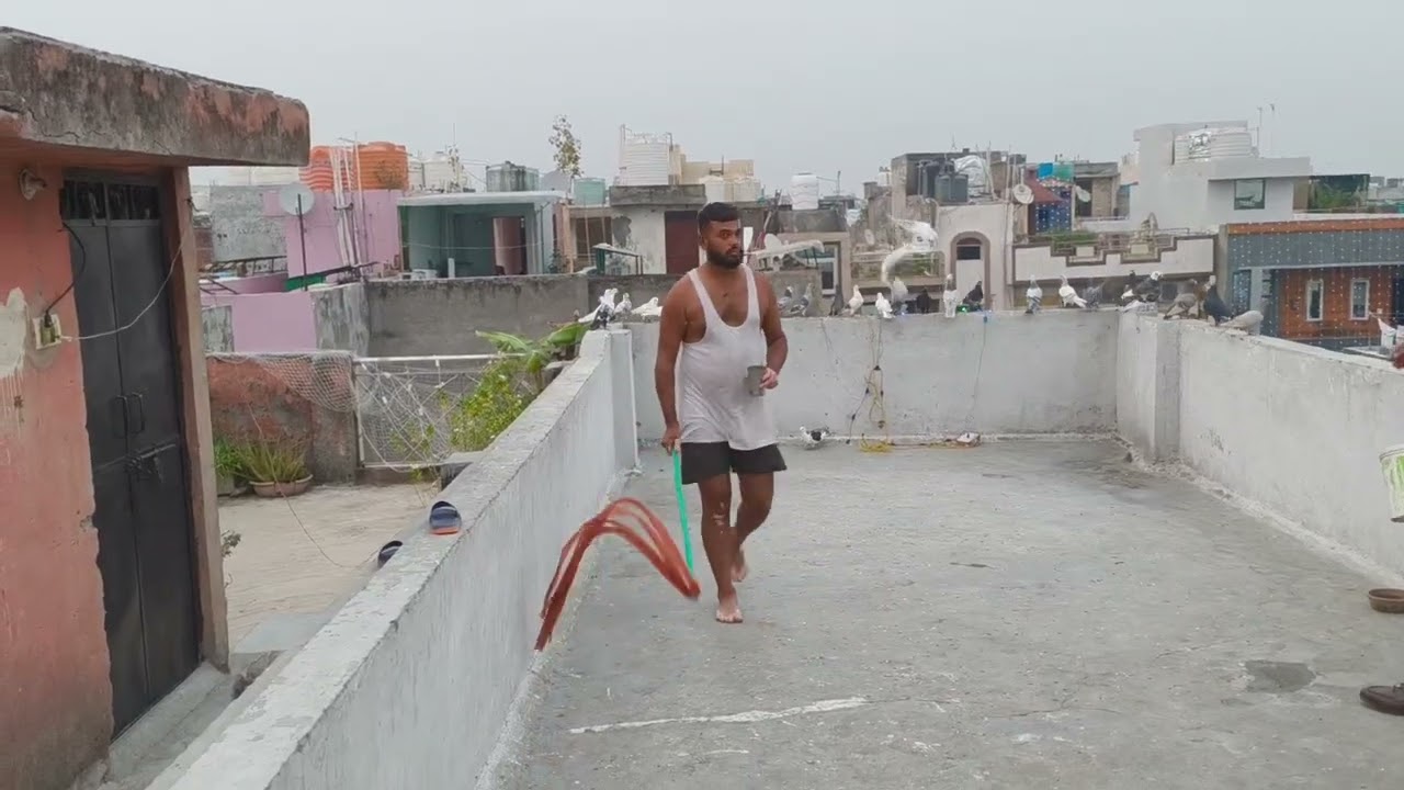 🕊️🕊️Suladaar ka kabutar ghar he nhi gaya 🕊️🕊️🕊️