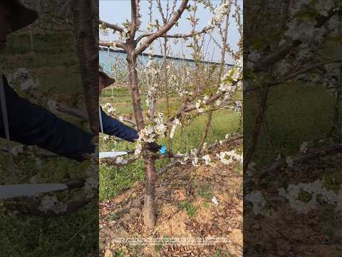 Cherry Tree Branch Pruning Process