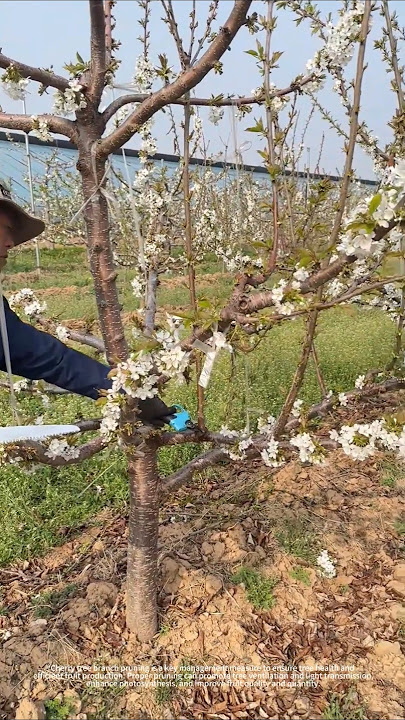Cherry tree branch pruning process