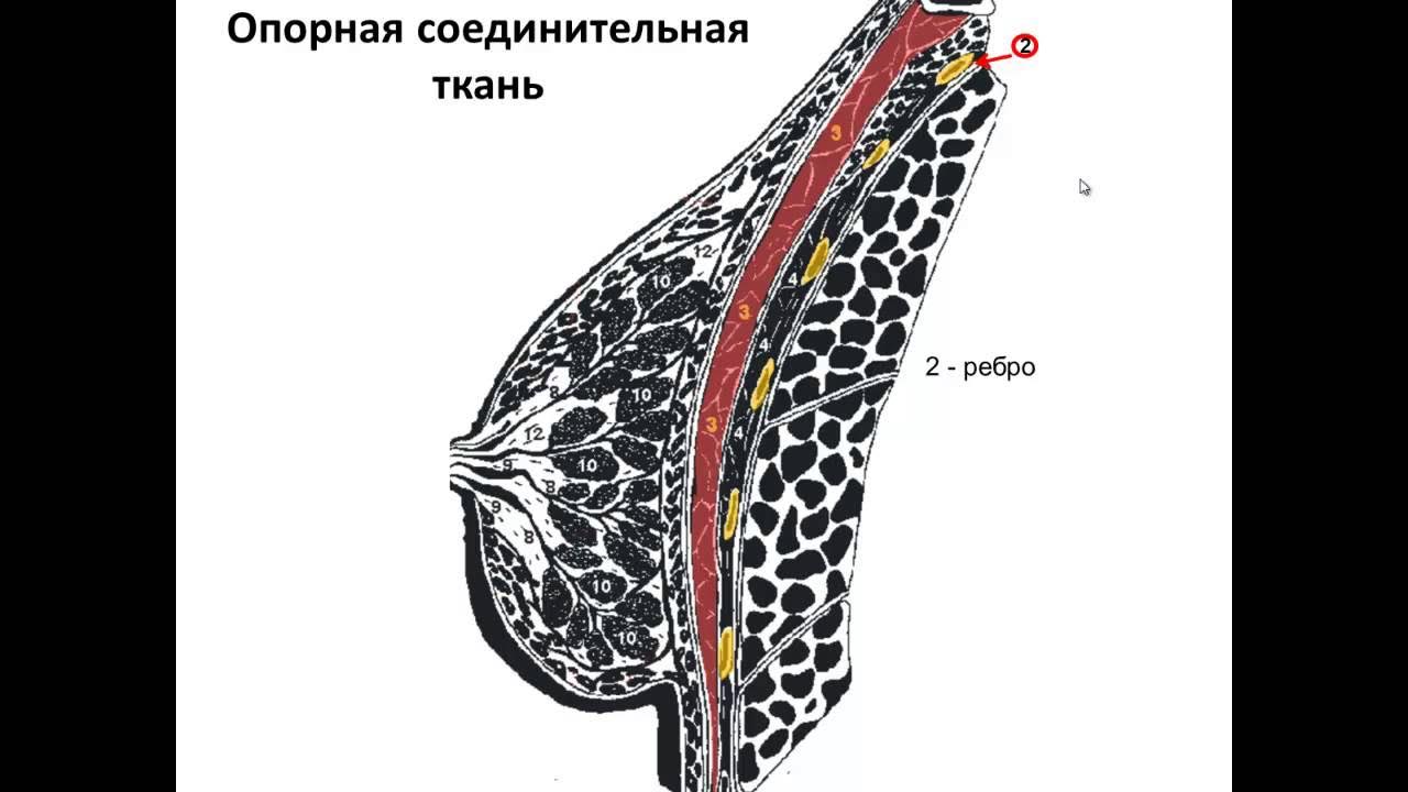 Ультразвуковая анатомия грудных желез у мужчин. Профессор изранов. Анатомия уз. Анатомия уз. Анатомия щитовидной железы на узи.