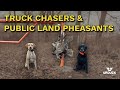 Truck Chasers &amp; Public Land Pheasants: Wisconsin’s Stocking Controversy