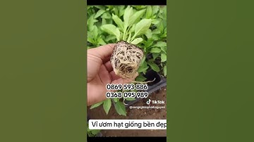 Khay bầu ươm hạt giống, cây giống các kích thước đủ loại phục vụ các bác nông dân 0869593886