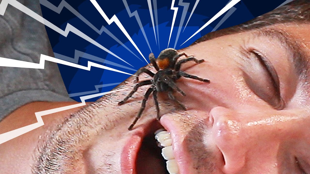 How many spiders does a person eat in a lifetime?