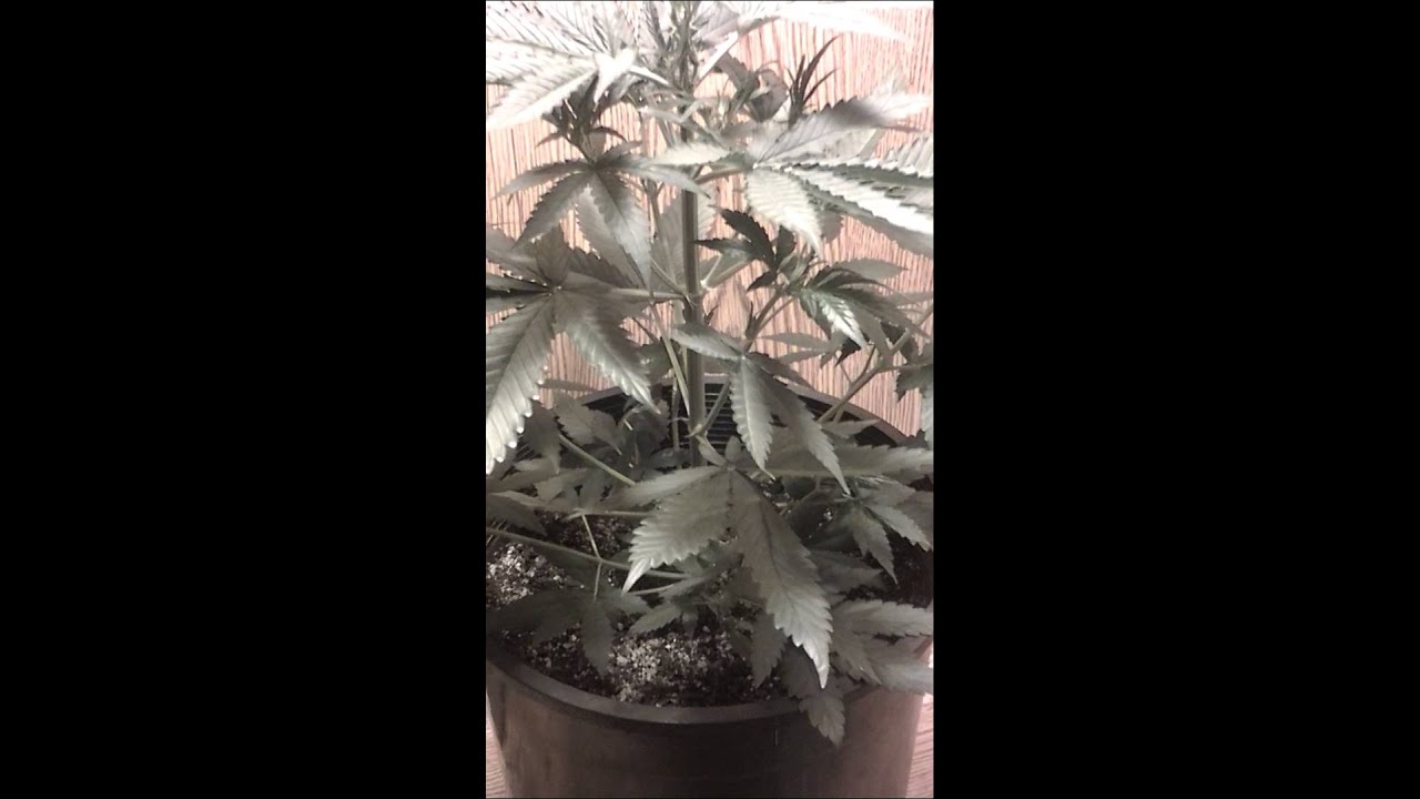 Candy kush autoflower day 38