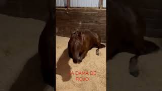 #aqha #quarterhorse #caballosdecarreras #cuartodemilla #viralhorses #quarterhorseracing